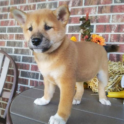 Rayna/Shiba Inu/Female/14 Weeks,Meet Rayna. She is sure to be the star of your home. She has a great look, so she will be sure to turn heads. Rayna is quite the lover too, so be ready to be showered in puppy kisses because she is not afraid to give them out! Whether snuggling up on the couch or romping around out in the yard, you'll always love having this sweetheart by your side. Rayna can't wait to shower you with puppy love, so hurry! Don't miss out on the pup of a lifetime!