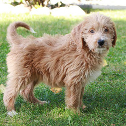Mariah/Labradoodle/Female/Inquiry Needed,Meet Mariah, a faithful Labradoodle puppy who's ready to take on the world. Mariah sports a happy personality and carries a beautiful tan coat. In addition, Mariah will arrive healthily, loved, and ready to please. If you’re browsingpuppies for sale in Woodburn, IN, be sure to check out this charming little pup.
