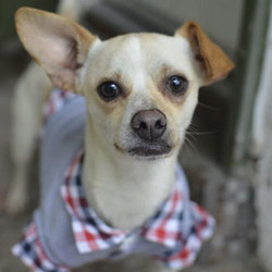 Adopt a dog:Odin/Dachshund / Jack Russell Terrier Mix/Male/Young,Odin is 1-2 years old and weighs 12 pounds. He is sociable with other dogs, give and get kisses from his canine pals. He is crate-trained. His adoption fee is $265 and covers the cost of his neuter, all core vaccines (Rabies and Distemper/Parvo), deworming, microchip and microchip registration.Come meet and adopt Odin and your 2019 is bound to overflow with happiness-plus!