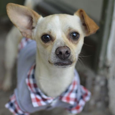 Odin/Dachshund / Jack Russell Terrier Mix/Male/Young Adopt a dog:Odin/Dachshund / Jack Russell Terrier Mix/Male/Young,Odin is 1-2 years old and weighs 12 pounds. He is sociable with other dogs, give and get kisses from his canine pals. He is crate-trained. His adoption fee is $265 and covers the cost of his neuter, all core vaccines (Rabies and Distemper/Parvo), deworming, microchip and microchip registration.Come meet and adopt Odin and your 2019 is bound to overflow with happiness-plus!