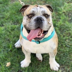 Adopt a dog:Bentley/English Bulldog/Male/Adult,Say hello to Bentley and he's 4 years old. His owners recently dropped him off at the shelter so now he's looking for a new place to live! He's good with dogs socially but would be best as the only dog in the home. He's leggy and lean so he will be fine with stairs and kids 12+. He's a friendly guy whose butt never stops wiggling! Come meet and adopt Bentley and your 2019 is bound to overflow with happiness-plus!