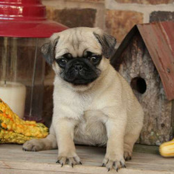 Lina/Pug/Female/13 Weeks,Lina is a precious little Pug puppy who is sure to melt your heart. This playful pup is vet checked, up to date on shots and wormer, plus comes with a health guarantee provided by the breeder. Lina is family raised around children and she’s well socialized. To learn more about this sweet gal, please contact the breeder today!