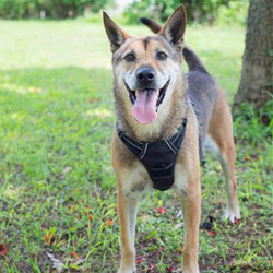Adopt a dog:Freedom/German Shepherd Dog / Shepherd Mix/Male/Adult,Freedom is a beautiful shepherd that loves to run and play! We named him Freedom to symbolize his new life. He can be nervous around new people, but we are certain that with some love you forever. He really comes out of his shell when you walk him on a leash and is a great dog who only needs a patient and loving adopter.Come meet and adopt Freedom and your 2019 is bound to overflow with happiness-plus!