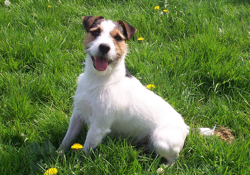 Russell Terrier