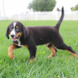 Randy/Bernese Mountain Dog/Male/17 Weeks,You have searched far and wide for a puppy this amazing and it seems that your search has finally ended. Randy is the kind of puppy that you will only come across once in your lifetime, so you can't let the chance to take him home slip through your fingers. Randy is loving, sweet, smart, and if all of that doesn't convince you, then just look at his adorable face! Randy is ready to go, so make your home that much better by bringing him to yours today!
