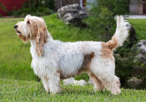 Grand Basset Griffon Vendéen Dog Breed Characteristic, Daily and Care Facts