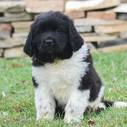 Roosevelt/Newfoundland/Male/9 Weeks,Roosevelt is a handsome Newfoundland puppy that can be AKC registered and is up to date on shots and dewormer. Plus, the breeder provides a health guarantee. This wonderful pup is family raised with children and loves to play and bounce around. Please contact the breeder to find out how you can meet the playful pup!