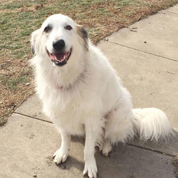 Adopt a dog:Nakoma/Great Pyrenees Mix /Female/5 years,Nakoma is a 5-year-old female with special needs in regard to personality and temperament as well as health and is now designated a sanctuary resident. Although we always hold out hope of working rescues through their issues and/or finding them just the right home, we have come to the conclusion that Nakoma's fear of strangers and strong initial reaction to strangers makes GPRCI the best and safest place for her at this time. Nakoma has been sponsored by one of our long-time and most wonderfully generous supporters.