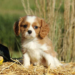 Warby/Cavalier King Charles Spaniel/Male/14 Weeks,Warby is a friendly Cavalier King Charles Spaniel puppy with a face you won't be able to resist! He is vet checked and up to date on vaccinations plus Warby can be ACA registered and comes with a health guarantee provided by the breeder. Warby is waiting for someone to come along and claim him as their own! If you would like to meet this adorable pup, please call the breeder today!