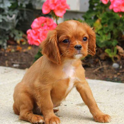 Spirit/Cavalier King Charles Spaniel/Male/14 Weeks,Spirit is a sweet Cavalier King Charles Spaniel puppy who loves to snuggle. This little guy is vet checked and up to date on vaccinations, plus comes with a health guarantee provided by the breeder. Spirit can be registered with the ACA and his kind personality is sure to steal your heart! If you are interested in meeting this cute pup, contact the breeder today!