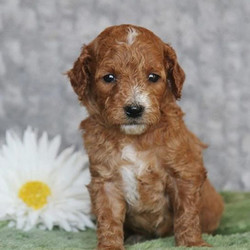 Emmy/Goldendoodle/Female/6 Weeks,Emmy has a great personality and a very beautiful coat. This baby is going to make a great companion and be very loyal to her family. Emmy is always doing something sweet to catch your attention and it always works! She is very sweet and I'm sure you'll fall in love with her at first sight. She will be coming home to you up to date on vaccinations and pre-spoiled. Don't pass up on this baby because she can't wait to meet you!