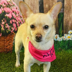 Adopt a dog:Peaches/Chihuahua / Pomeranian Mix /Female/5 years,Peaches is a 5 yr. old spayed female Chihuahua / Pomeranian mix. She ended up in the shelter as a stray and is now ready to find her forever family. This little girl is as sweet as she looks! She was terrified in the shelter and is now settling in here at the ranch. She is good with other dogs and is currently learning all about horses & kitties. She is currently working on housebreaking. She weighs 10 lbs. She deserves to be someone's special little princess!