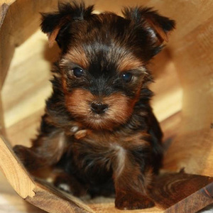 Charlie/Yorkshire Terrier/Male/7 Weeks Charlie/Yorkshire Terrier/Male/7 Weeks,Charlie is such a charmer and such a doll. He is stunning and just as sweet as could be. He has no idea how small he is and loves to play and romp with his littermates. He wants to be the center of attention, which is easy for him to get because he has those eyes that captivate anyone who walks in the room Charlie did great for his first vet visit and loved his first bath. He didn't even mind the pedicure that followed. If you are looking for a puppy to bring joy into your home, you have found Charlie.