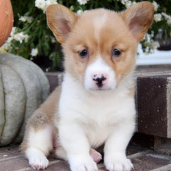 Poppy/Pembroke Welsh Corgi/Female/23 Weeks,Poppy, the keeper of all squeaky toys. If it's on the floor, she owns it. If it has peanut butter on it, then yes, she probably licked it. She is a confident little pup and she plans to win the hearts of all she meets. She likes belly rubs, lots of hugs and pats on the head, so she knows when she's being good. She'll be here with her squeaky toys and peanut butter, waiting for your call! Don't miss out on this charming girl!