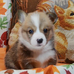 Kero/Pembroke Welsh Corgi/Male/6 Weeks,Kero is the prince charming you have been searching for. His good looks and sweet eyes will melt your heart and the hearts of your friends and family. He'll be sure to shower you in puppy kisses, so be ready for more affection than you could ever imagine. He'll rescue you from your long days with lots of love, tail wags, and cuddles. Kero will warm your heart unlike any other. This sweet boy will be coming home to you pre-spoiled, vet checked, and up to date on his puppy vaccinations, so all you have to do once he arrives is worry about where to cuddle up first!