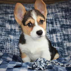 Carter/Pembroke Welsh Corgi/Male/23 Weeks,What a looker! This handsome baby boy is sure to win your heart with just one look. Not only is Carter sure to be the number one cutie in your neighborhood, but he is also charming, playful, and full of puppy kisses. He will do just about things to get you to smile and is up for any fun activity that you can think of. Walks on the beach, hide-n-go-seek around the house, trips to the dog park to show off how great his family, it all sounds like a good time to Carter. This baby is vet checked, pre-spoiled, and up to date on his puppy vaccinations. Don't let this cuddle bug pass you by. You are his new fur-ever family, he just knows it!