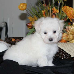 Cottontail/Maltipoo/Female/8 Weeks,Cottontail is an adorable Maltipoo puppy that is full of life and has tons of personality. This cute pup is vet checked, up to date on shots and wormer, and comes with a 30-day health guarantee from the breeder. Cottontail will bring you endless joy and fun. You are going to love this little gem. If you would like more information on Cottontail, please contact the breeder today!