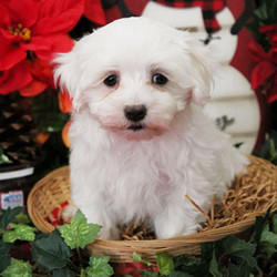 Cappucino/Maltipoo/Female/7 Weeks,Meet Cappucino, a lively and lovable Maltipoo puppy ready to be your new best friend! This angelic pup is vet checked, up to date on shots and wormer, plus comes with a health guarantee provided by the breeder. Cappucino can't wait to shower you with puppy love, so hurry! Don't miss out on the pup of a lifetime!