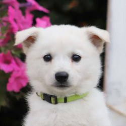 Scotty/American Eskimo Dog/Male/9 Weeks,Meet Scotty, a playful American Eskimo puppy who is being family raised with children. This adorable pup is vet checked, up to date on shots and wormer, plus comes with a 30-day health guarantee provided by the breeder. Scotty's parents both live on the premises. If you would like to welcome this joyful boy into your family, contact the breeder today!