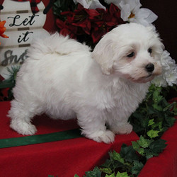 Cocoa/Maltipoo/Male/7 Weeks,Meet Cocoa, a lively and lovable Maltipoo puppy ready to be your new best friend! This angelic pup is vet checked, up to date on shots and wormer, plus comes with a health guarantee provided by the breeder. To find out more about Cocoa, please contact the breeder today!