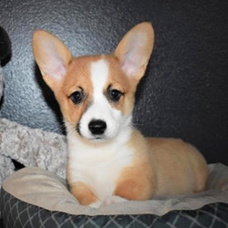 Josh/Pembroke Welsh Corgi/Male/11 Weeks,Josh is the puppy for you! He has looks that will make him the talk of the town and he has personality plus. Josh promises to be your very best companion. He will always be there to listen and cuddle, and you can always count on him to be ready for playtime at the drop of a hat. This guy has everything that you are looking for in a puppy. Josh will be coming to you vet checked from head to tail and up to date on his puppy vaccinations. He will be the perfect new addition to your family. He is ready to love you so call about him today!