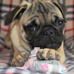 Maggie/Pug/Female/20 Weeks,Get ready for nonstop action with Maggie at your side! This great girl will have you playing with her in no time. You just can't help but want to play with her when you see her. Maggie loves to be inquisitive and hopes you'll join her on them. Whether running around in the yard, or finding the time to cuddle together on the couch, this impressive girl will have you laughing and loving her in no time. Don't miss out on making her part of your family.