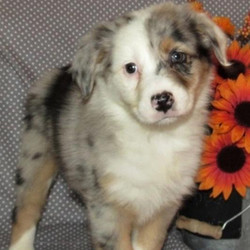 Ariel/Australian Shepherd/Female/7 Weeks,Ariel is a beautiful little girl with a thick coat and dark blue eyes. She has been socialized and loves human affection. She has a bubbly personality and enjoys wrestling with her siblings. Aussies are known to be extremely loyal and easy to train. She will make a great companion and one to be proud of. Ariel has been microchipped for her convenience and will be current on her vaccines and vet checks. Make this baby a part of your family and enjoy her for years to come.