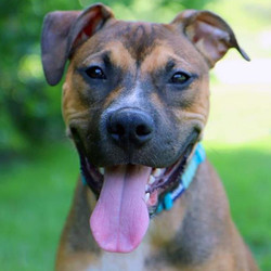 Adopt a dog:Todd/Rhodesian Ridgeback / Boxer Mix/Male/Young,Todd is a super cute 8-month-old pup. We're not sure of his breed mix-- our guess is maybe Rhodesian Ridgeback, Boxer and/or Shepherd. Todd currently weighs 46 lbs and we think he'll weigh around 70 lbs when fully grown. Todd's a very friendly and sweet-natured guy and he's also great with other dogs. If you have a dog you could make an appointment to bring your dog in to meet Todd.Todd is a bright puppy and affectionate. He loves toys. He's pretty playful and loves playing with other dogs. But he also calms down nicely and enjoys just hanging out. We've taken him on satellite adoption events and he's great with everyone he meets. Todd keeps his kennel pretty clean and we think he'll house train fairly easily. He can be vocal, so he wouldn't be a good match for an apartment or other multi-unit housing.Todd was found as a stray and brought to us. Sadly, his paw pads were burned and we think it was from being left on a hot surface like asphalt or concrete. His paws are healing up well, though. Todd has been neutered, vaccinated, microchipped and tested for heartworms. He's a really great pup!