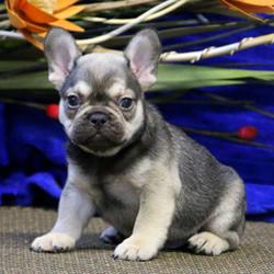 Sugar Buddy/French Bulldog/Male/10 Weeks,Sugar Buddy is a cute French Bulldog puppy who can be registered with the AKC. This friendly guy is vet checked, up to date on vaccinations and comes with a one-year genetic health guarantee provided by the breeder. Sugar Buddy has already had his dew claws removed and is ready to find him forever home! If you are interested in welcoming this pup into your family, contact the breeder today!