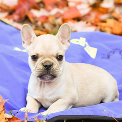 Weston/French Bulldog/Male/8 Weeks,Weston is a friendly French Bulldog puppy who is just as cute as can be! This sweet guy is very social and enjoys getting lots of love and attention. He is up to date on shots and wormer, plus comes with a health guarantee provided by the breeder. Weston is a family raised with children and he loves to run and play. To learn more about this charming pup, please contact the breeder today!