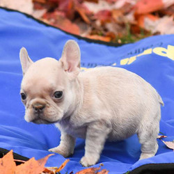 Wilma/French Bulldog/Female/8 Weeks,Wilma is a friendly French Bulldog puppy who is just as cute as can be! This sweet gal is very social and enjoys getting lots of love and attention. She is up to date on shots and wormer, plus comes with a health guarantee provided by the breeder. Wilma is family raised with children and she loves to run and play. To learn more about this charming pup, please contact the breeder today!