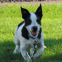 Adopt a dog:Bryce/ Cattle Dog / Jack Russell Terrier Mix /Male/Puppy ,Bryce isabsolute little love. He is a typical rowdy, little boy. running, chasing, stealing from each other than flopping down for a quick nap before he is off again, more running and practicing his growling and chewing. He is also quite fond of digging and has been re-enacting "The Great Escape" movie with some success....once nosing under his pen and once over the top in an Olympic move that deserved a "10". Once free from the playpen, he runs circles around the outside making certain his brothers still in the pen know he made it - doing the "nanny, nanny, boo-boo, I'm out and you're not". He loved to pick up and held, giving kisses and snuggling until something catches his attention and they wriggle to go investigate. Bryce is a great pup and will be terrific additions to any family!