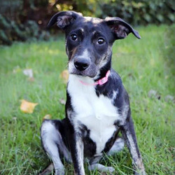 Adopt a dog:Shelby Rose/Smooth Collie Mix/Female/Young,This sweet girl was found as a stray with a broken leg. It's all healed now and she doesn't let her past get her down! Shelby Rose is so sweet with everyone she meets human or canine, to meet this little cutie is to love her. Shelby is about 5 months old and will be medium to large when fully grown.Come meet and adopt Shelby Rose and your 2019 is bound to overflow with happiness-plus!