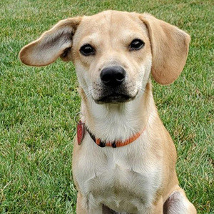 Gage/Dachshund Mix /Male/Puppy Adopt a dog:Gage/Dachshund Mix /Male/Puppy ,Gage is about 8 months old and 15 pounds. He has fun playing with the other dogs in his foster home and sleeps through the night in his crate. He loves people and is friendly and outgoing. He is an Olympic snuggler and a super happy guy. Unknown with cats, but is young enough to learn to be ok with them. Hurry! Gage can't wait to meet his new family!