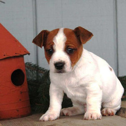 Wellington/Jack Russell Terrier/Male/6 Weeks,Take a look at this cutie! Wellington is a lively little Jack Russell Terrier puppy that can’t wait to fill your life with joy! He is one of a kind and will make you smile like no other. Wellington is family raised with children that love him dearly. He is also vet checked, up to date on shots and wormer plus comes with a health guarantee provided by the breeder! To learn more about this perfect pup, please contact the breeder today!
