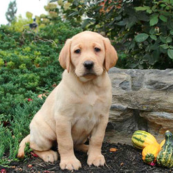 Faith/Labrador Retriever/Female/14 Weeks,Meet Faith, a playful Yellow Labrador Retriever puppy. This frisky little girl is vet checked and up to date on vaccinations, plus comes with a health guarantee provided by the breeder. Faith can be registered with the ACA and her rowdy personality is sure to keep you on your toes. If you would like to meet this cutie, contact the breeder today!