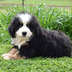 Jedi/Bernese Mountain Dog/Male/11 Weeks,Jedi is a fluffy Bernese Mountain Dog puppy that can’t wait to spoil you with love! This friendly fella is one of a kind and loves to play outside. Jedi’s mom lives on premise and would love to meet you too! Jedi is vet checked and up to date on shots and wormer. He can also be registered with the AKC and comes with a health guarantee provided by the breeder! To welcome this perfect pup into your home, please contact the breeder today!