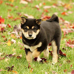 Pearl/Shiba Inu/Female/10 Weeks,Pearl is fuzzy and sweet Shiba Inu puppy that can’t wait to play in the leaves with you this fall! She is family raised and spoiled with love. Pearl’s mom is the family pet that would love to meet you too. She is vet checked and up to date on shots and wormer. She can also be registered with the ACA and comes with a health guarantee provided by the breeder! To set up a play date with this perfect pup, please contact the breeder today!