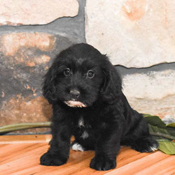 Blake/Cockapoo/Male/8 Weeks,Here comes Blake! This curly Cockapoo puppy has such a sweet personality that will win your heart in a second. Blake is vet checked, up to date on shots and wormer plus comes with a health guarantee provided by the breeder! Blake can’t wait to meet you so if this is the puppy for you, please contact breeder today!