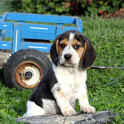 Ajay/Beagle/Male/13 Weeks,Meet Ajay, a playful Beagle puppy. This adventurous little guy has been family raised with children and can be registered with the AKC. Ajay is vet checked, up to date on vaccinations and comes with a one year genetic health guarantee provided by the breeder. If you are interested in welcoming this bouncy pup into your family, contact the breeder today!