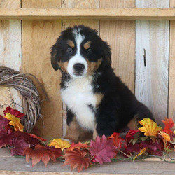 Chief/Bernese Mountain Dog/Male/19 Weeks,Meet Chief, a playful Bernese Mountain Dog puppy. This fluffy guy is vet checked, up to date on vaccinations and comes with a health guarantee provided by the breeder. Chief has a fun personality and is very well socialized. If you would like to welcome this pup into your family, contact the breeder today!