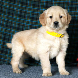 Holly/Golden Retriever/Female/7 Weeks,Holly is a friendly Golden Retriever puppy with a fun-loving personality! This well rounded pup is vet checked, up to date on shots and wormer and can be registered with the AKC. She is well socialized being family raised and comes with a 6 month genetic health guarantee provided by the breeder. To find out more about this sharp looking pup, please contact David today!