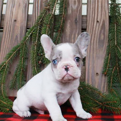 Oscar/French Bulldog/Male/9 Weeks,Meet Oscar, a rambunctious French Bulldog puppy who is sure to steal your heart the first time you see him! This friendly little guy is vet checked, up to date on vaccinations and can be registered with the AKC. He is also born and raised inside the family’s home, is well socialized around kids and comes with a 30 day health guarantee provided by the breeder. If you would like to meet this lovable pup please contact Kevin today!