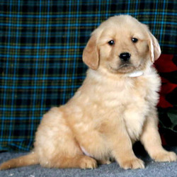 Hoops/Golden Retriever/Male/7 Weeks,Hoops is a friendly Golden Retriever puppy with a fun-loving personality! This well rounded pup is vet checked, up to date on shots and wormer and can be registered with the AKC. He is well socialized being family raised and comes with a 6 month genetic health guarantee provided by the breeder. To find out more about this sharp looking pup, please contact David today!