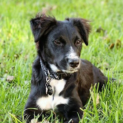 Adopt a dog:Pirate/Border Collie Mix /Male/Puppy,Check out Pirate! He is named perfectly by his personality, cause he is an energetic explorer that likes to live his life! Pirate loves running around playing with toys, exploring the yard or wrestling with foster siblings, Pirate is well socialized and sure to be a great addition to any family. To learn more about this playful pup, please contact the breeder today!