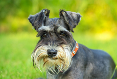 Miniature Schnauzer