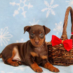 Chocolate Chip/Miniature Pinscher/Male/10 Weeks,Welcome this charming Miniature Pinscher puppy into your loving heart and home. Chocolate Chip loves to play, is being family raised with children and can be registered with the ACA. He will be vet checked, is up to date on vaccinations and dewormer and the breeder also provides a 30 day health guarantee. This little cutie is used to lots of TLC and his mother is the beloved family pet. Chocolate Chip is sure to bring you joy so contact the breeder today to make him all yours!