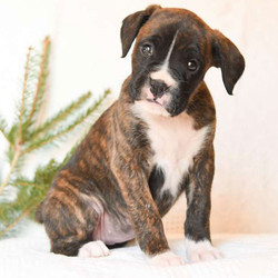 Noel/Boxer/Female/7 Weeks,Noel is an attractive Boxer puppy with a charming personality. This peppy gal is vet checked and up to date on shots and wormer. She can be registered with the ACA, plus comes with a health guarantee provided by the breeder. Noel is family raised with children and she loves to romp around and play. To learn more about this social pup, please contact the breeder today!