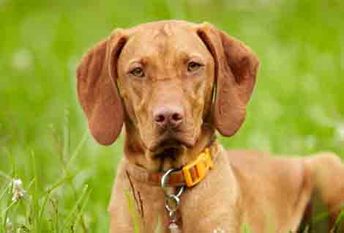 Vizsla