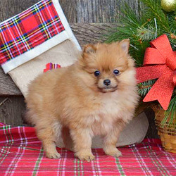 Reba/Pomeranian//,This adorable ball of fluff is Reba, a sweet Pomeranian puppy that is sure not to disappoint you! She is up to date on vaccinations and dewormer plus has been vet checked. She is also family raised with children and comes with a health guarantee that is provided by the breeder. Reba is socialized and ready to brighten your day! If you would like to find out more about this precious pup, please call the breeder today!